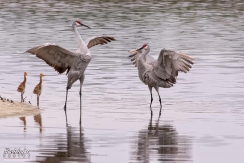 FL3318 Sandhill Crane Family early morning