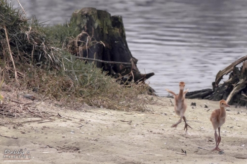 FL3319 Sandhill Crane Colts skipping along