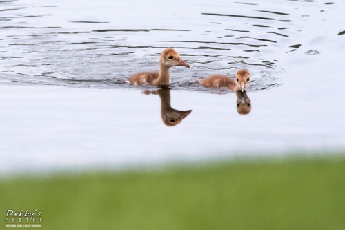 FL3320 Sandhill Crane Colts Swimming