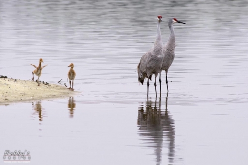 FL3321 Sandhill Crane Family early morning