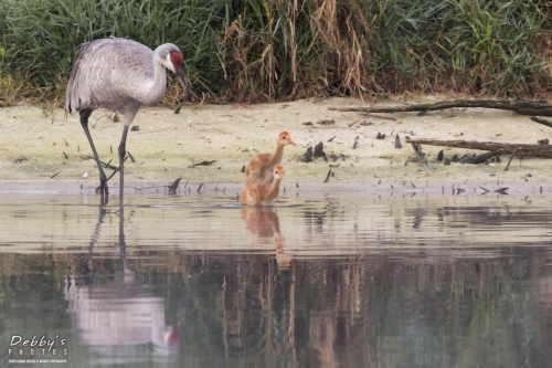 FL3331b Sandhill Crane Family at island nest