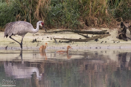 FL3332 Sandhill Crane Family at island nest