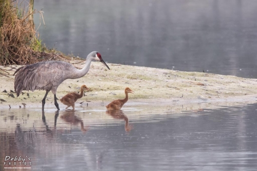 FL3333 Sandhill Crane Family at island nest