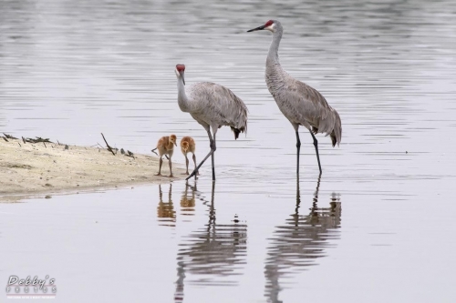 FL3336 Sandhill Crane Family at their island nest