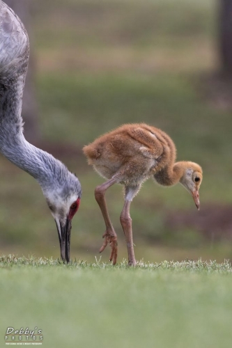 FL3338 Sandhill Crane and Colt