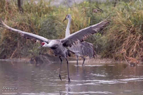 FL3341 Sandhill Crane Family at their island nest