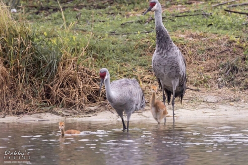 FL3347  Sandhill Crane Family at their island nest