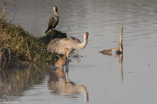 FL3352 Sandhill Crane Family early morning