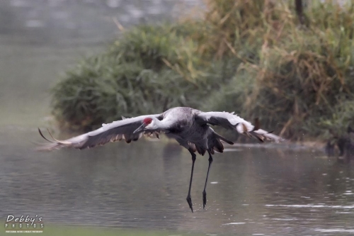 FL3354 Sandhill Crane dad in flight, checking safety for his babies