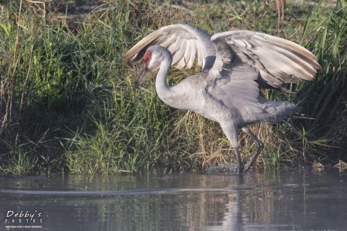 FL3355 Sandhill Crane fishing