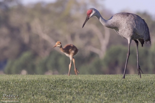 FL3356 Sandhill Crane Family