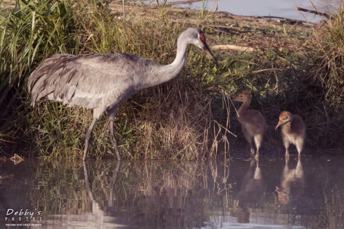 FL3356 Sandhill Cranes at their island