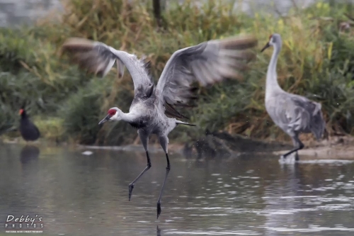 FL3360 Sandhill Crane Family at their island