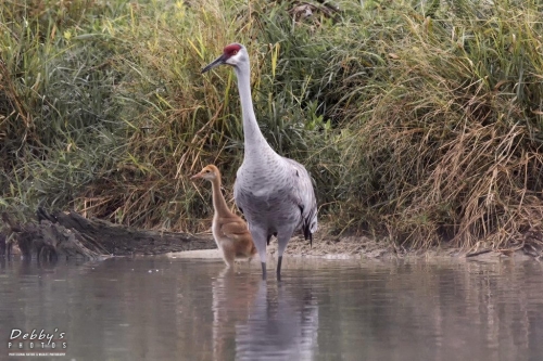 FL3361 Sandhill Crane Family at their island