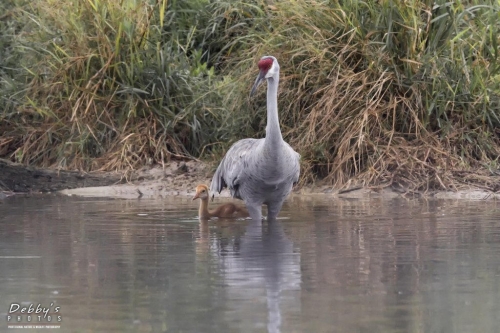 FL3362 Sandhill Cranes getting ready to cross the pond