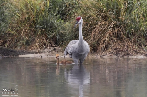 FL3363 Sandhill Cranes getting ready to cross the pond (1)