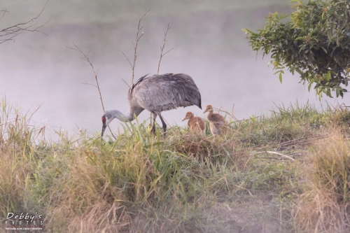 FL3363 Sandhill Cranes getting ready to cross the pond (2)