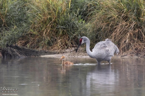 FL3365 Sandhill Cranes getting ready to cross the pond