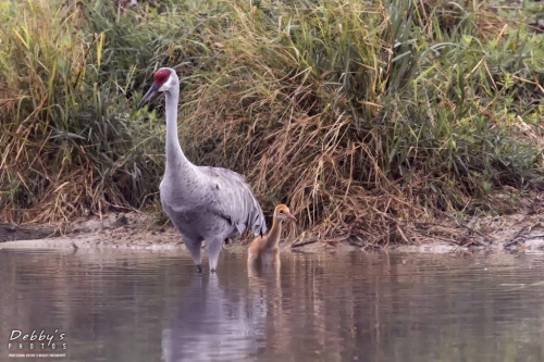 FL3366 Sandhill Cranes getting ready to cross the pond