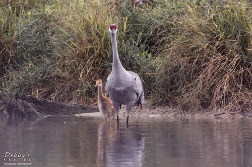 FL3367 Sandhill Cranes getting ready to cross the pond