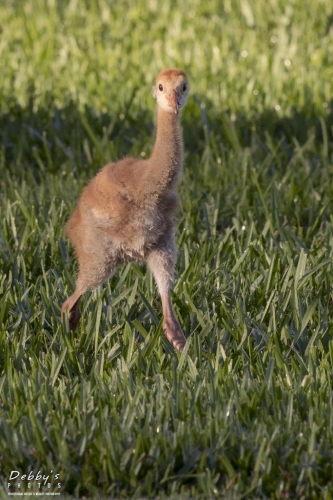 FL3371 Sandhill Crane Colt