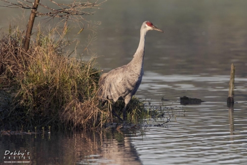 FL3372 Sandhill Crane on alert