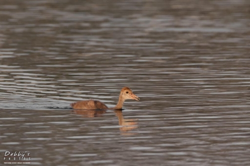 FL3375 Sandhill Crane Colt swimming across the pond all by himself