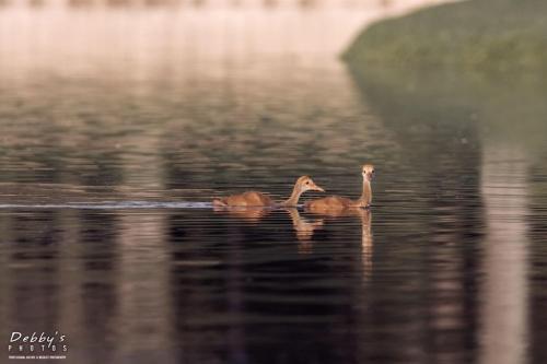 FL3384 Sandhill Crane Colts swim ashore from their nest island every morning