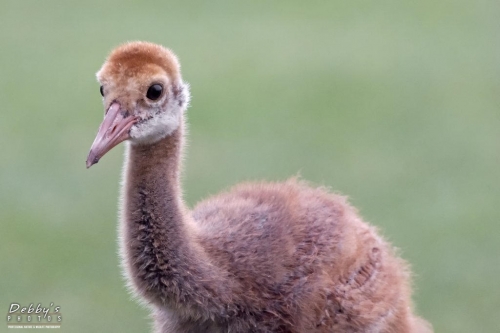 FL3386 Sandhill Crane Colt