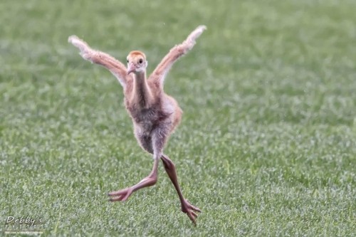 FL3392 Sandhill Crane Colt  Running