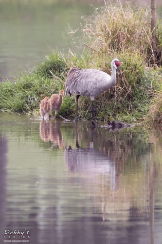 FL3396 Sandhill Crane Family