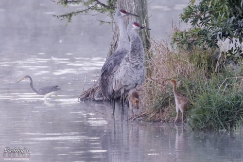 FL3399 Sandhill Crane family and tri-colored heron