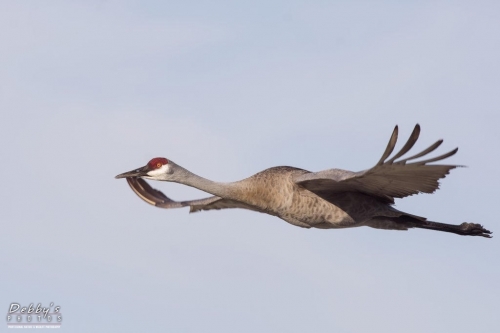 FL3417 Sandhill Crane in flight