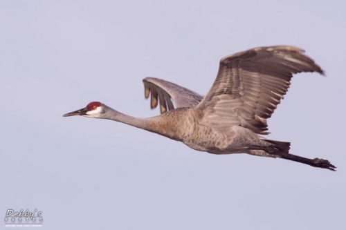 FL3418 Sandhill Crane in flight