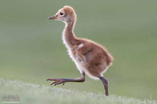 FL3427 Sandhill Crane Colt