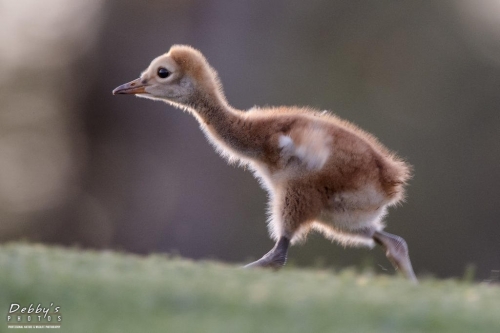 FL3429 Sandhill Crane Colt