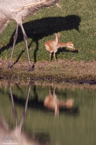 FL3431 Sandhill Crane  newborn with mom (1)