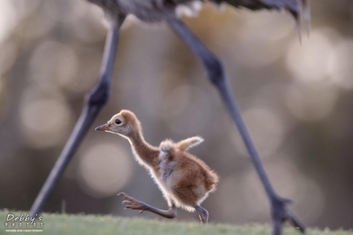 FL3431 Sandhill Crane  newborn with mom (2)