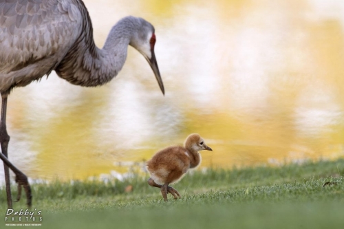 FL3432 Sandhill Crane and newborn