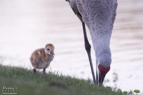 FL3436 Sandhill Crane and newborn