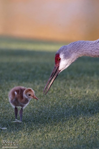 FL3437 Sandhill Crane and newborn