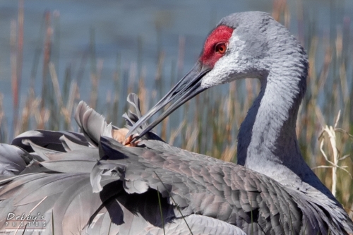 FL3439c Sandhill Crane with newborn hours old