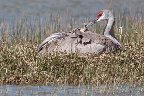 FL3441 Sandhill Crane and newborn