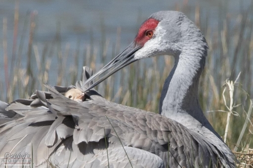 FL3441c Sandhill Crane and Newborn