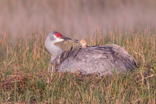 FL3443b Sandhill Crane and Newborn at sunrise