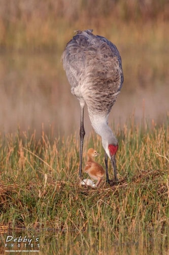 FL3444b Sandhill Crane Family