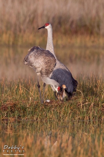 FL3445 Sandhill Crane Family