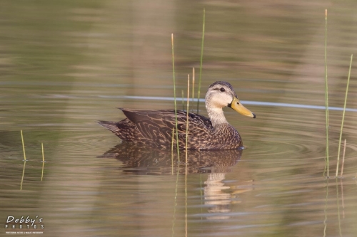 FL3448 Mottled Duck and Marsh Grass