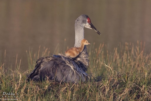 FL3449 Sandhill Crane and Newborn