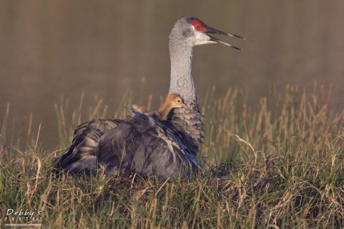 FL3450 Sandhill Crane and Newborn